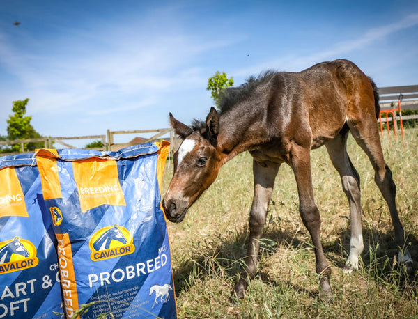 Cavalor Probreed Mix – Пълноценен фураж (мюсли) за бременни и кърмещи кобили и жребчета на възраст от 6 до 12 месеца -20кг.